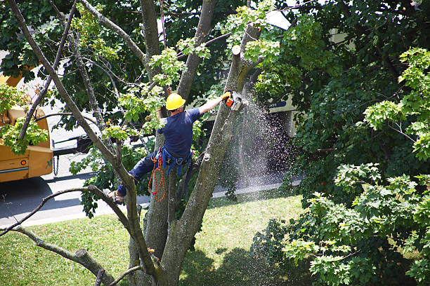 How Our Tree Care Process Works  in  Hughestown, PA